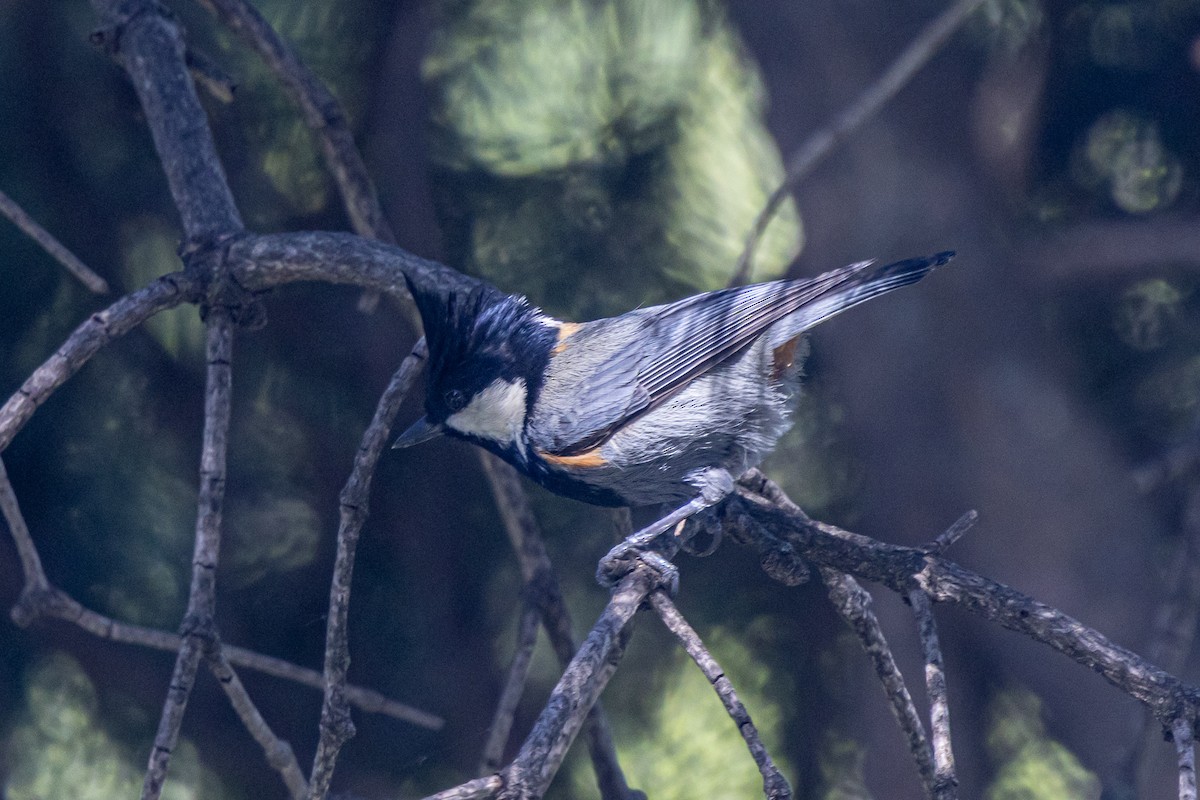 Rufous-naped Tit - ML646786988