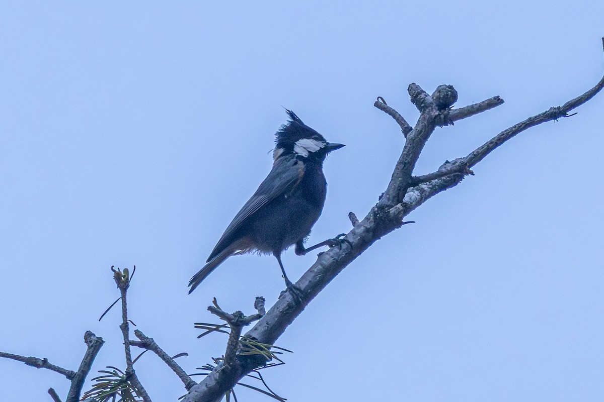 Rufous-naped Tit - ML646786989