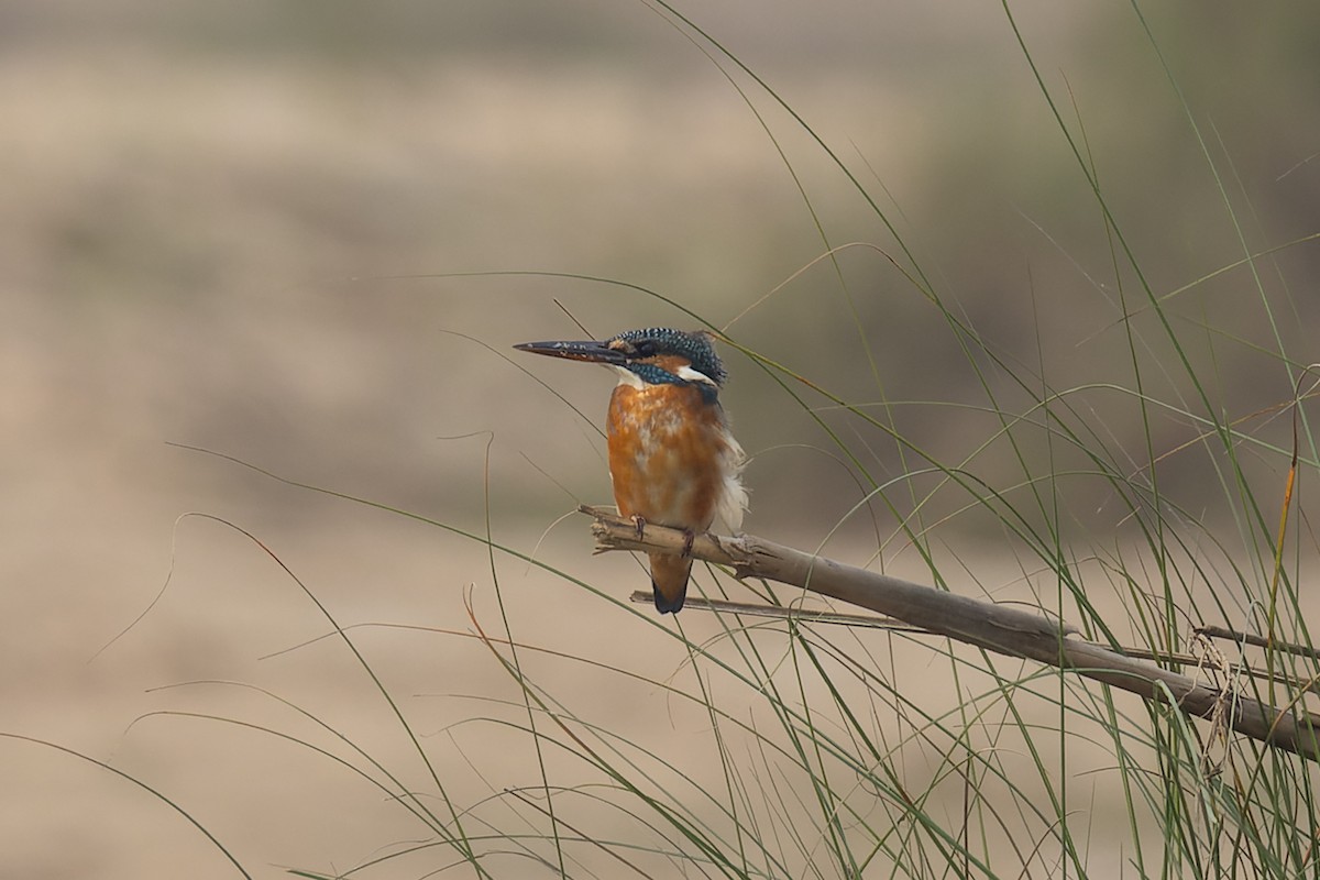 Common Kingfisher - ML646786990