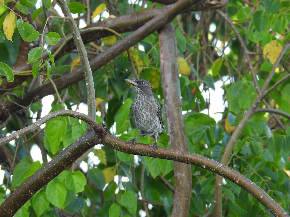 Пересмішник жовтодзьобий - ML646786991