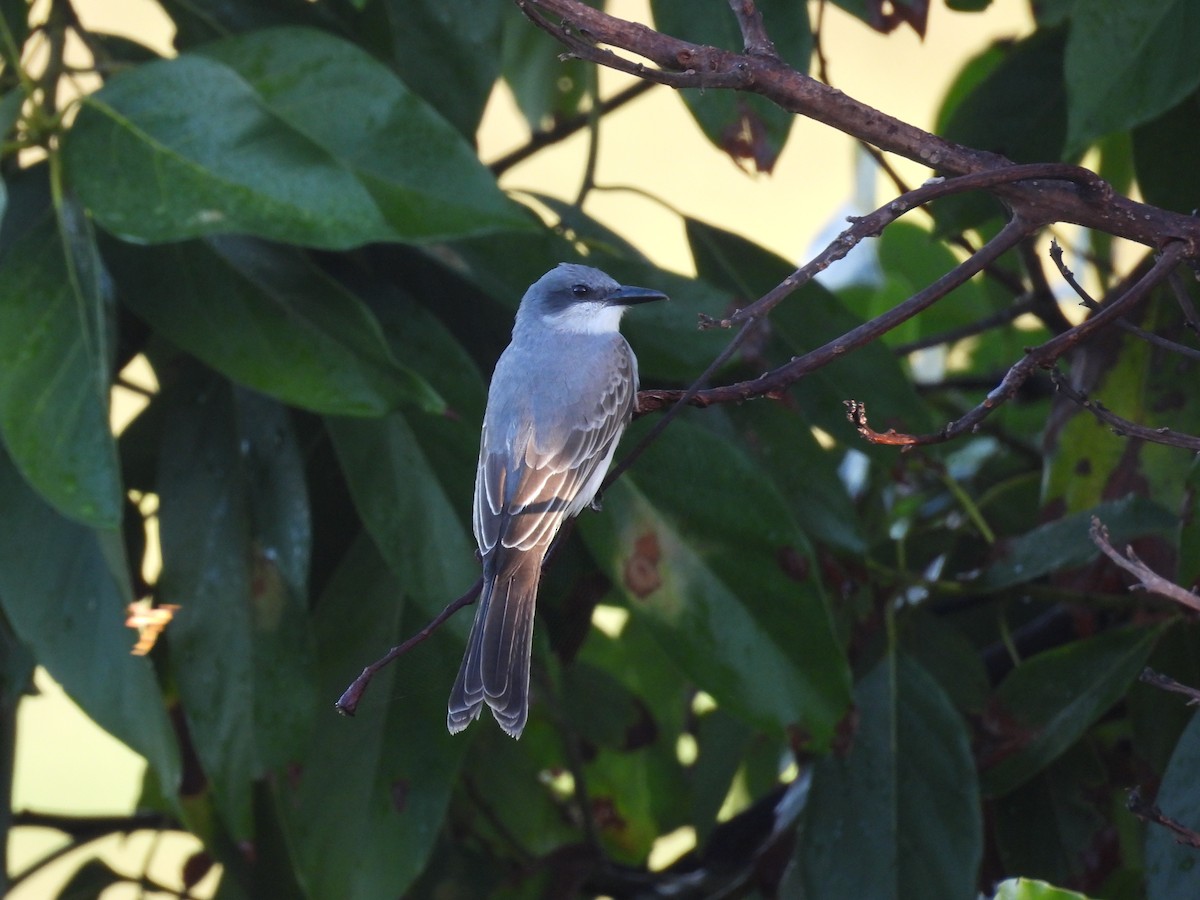 Тиран сірий - ML646786999