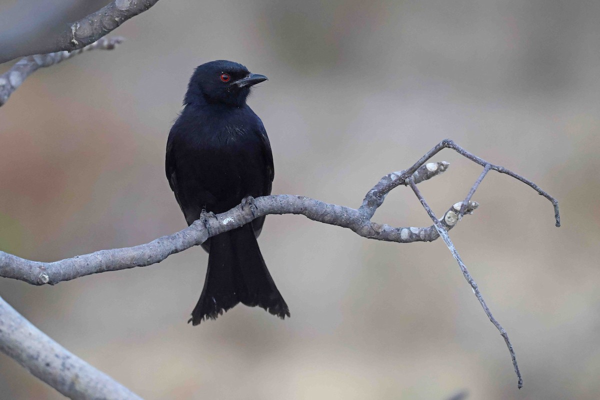 Fork-tailed Drongo - ML646787000