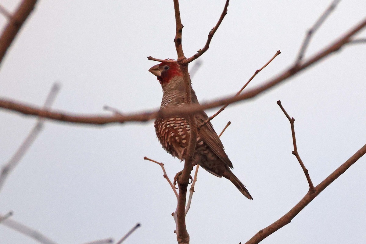 Red-headed Finch - ML646787002