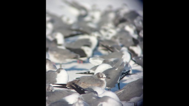 Mouette atricille - ML646787003