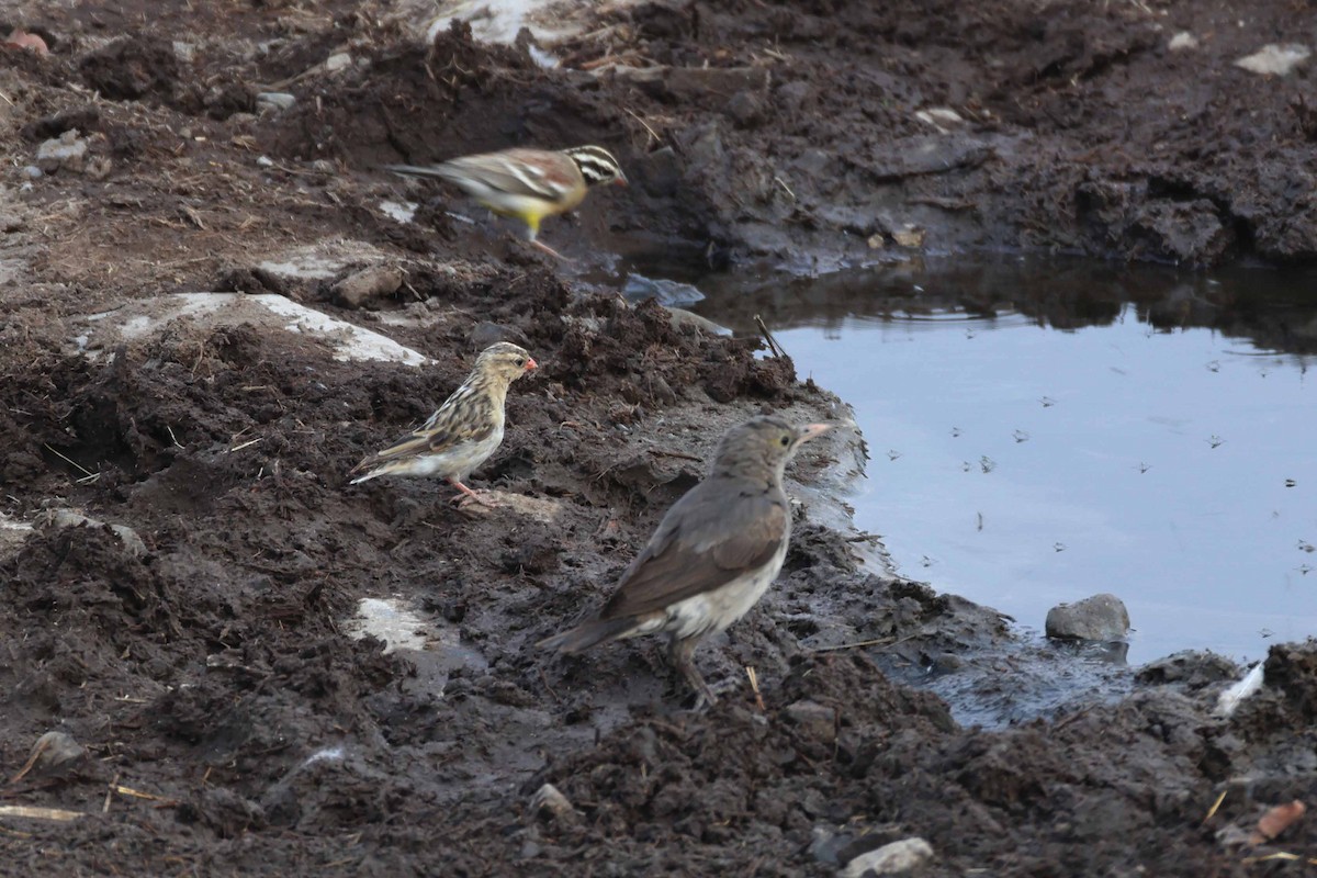 Wattled Starling - ML646787004