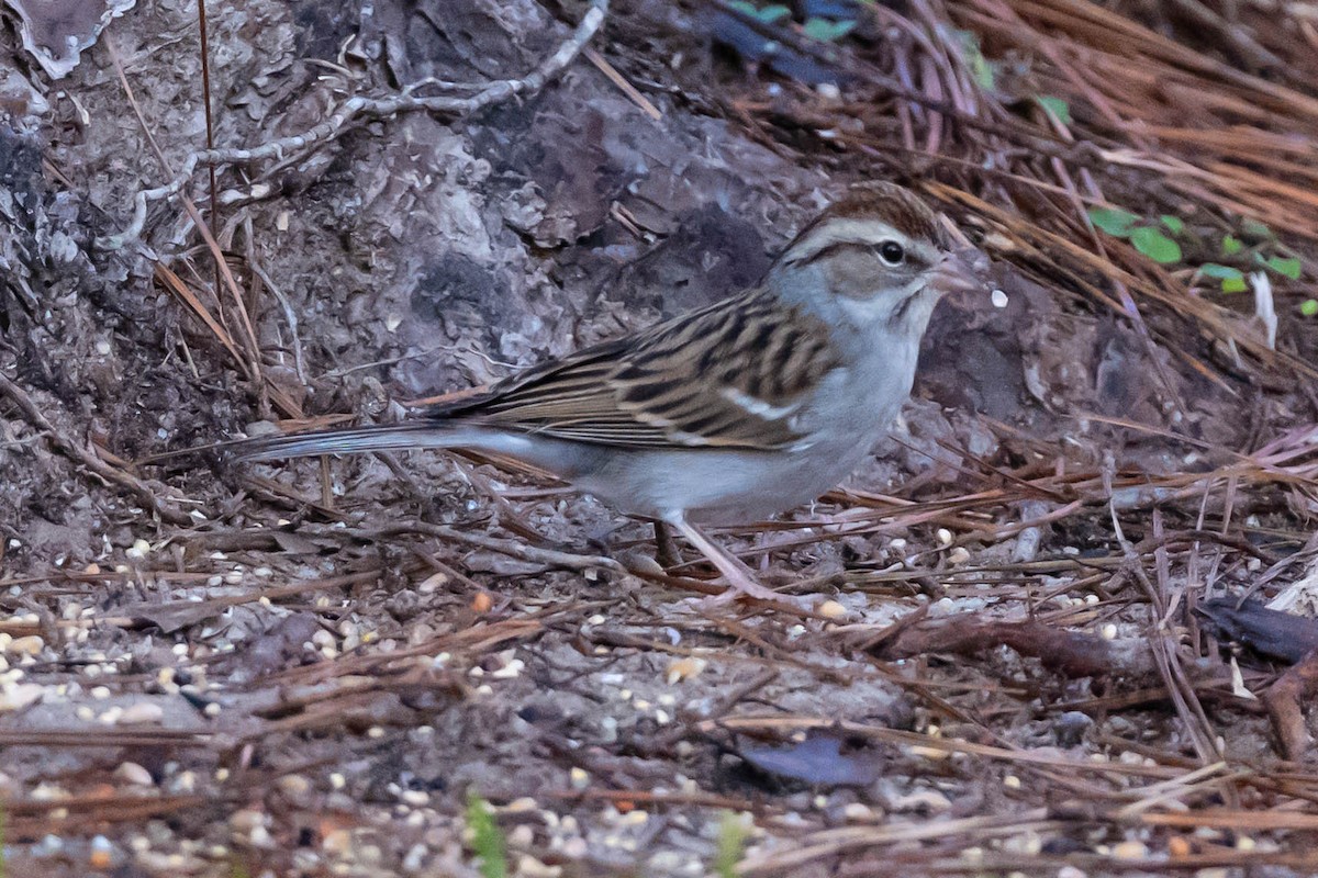 Chipping Sparrow - ML646787008
