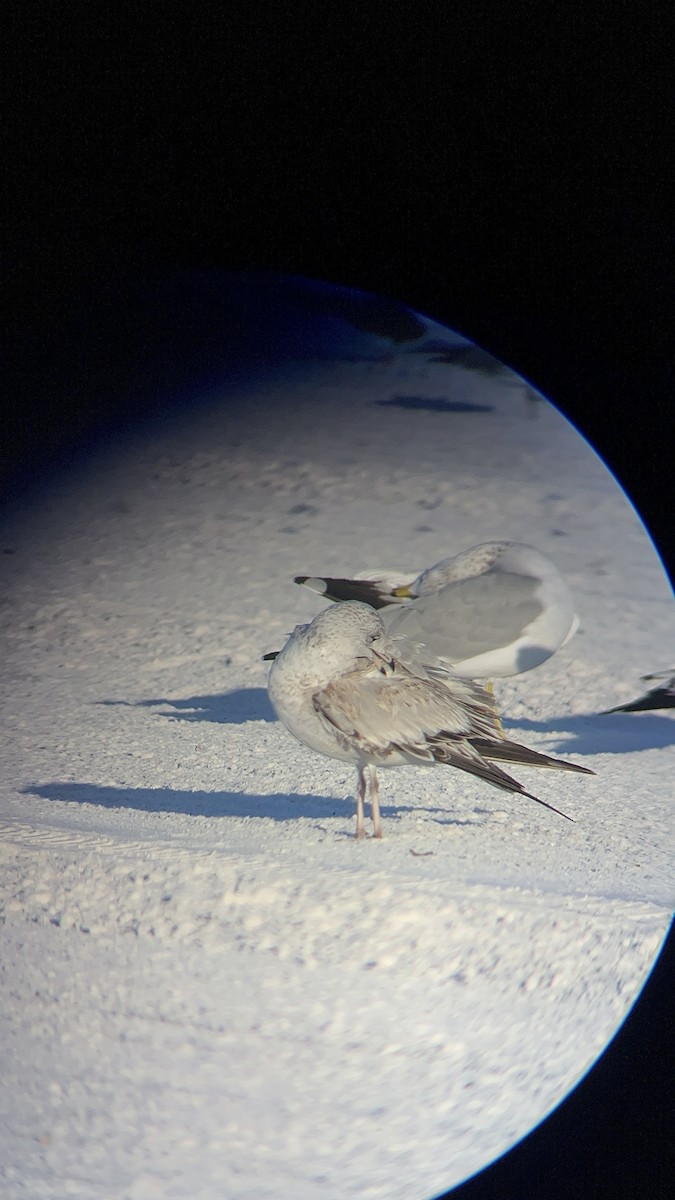 tanımsız Larinae sp. - ML646787013