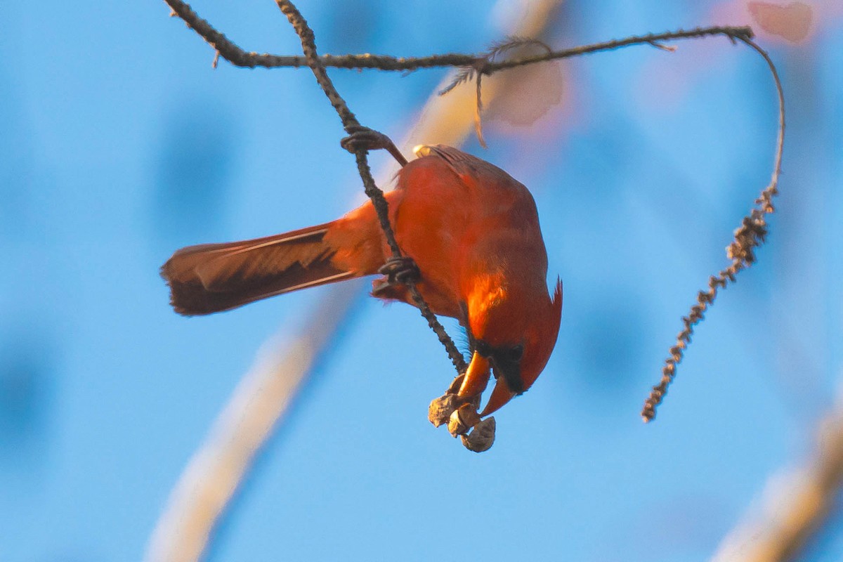 Northern Cardinal - ML646787014