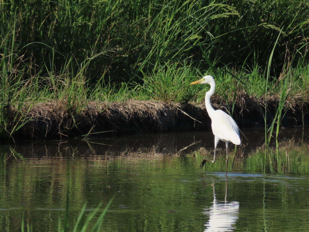 Medium Egret - ML646787015