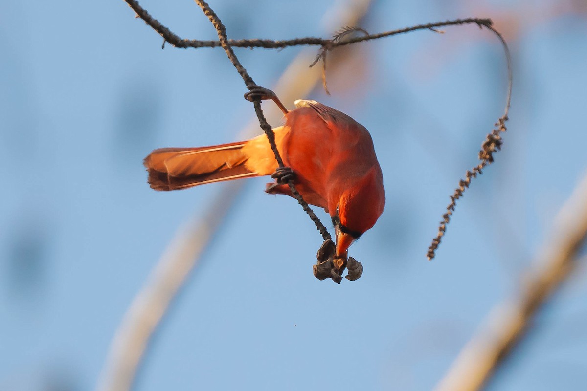 Northern Cardinal - ML646787017