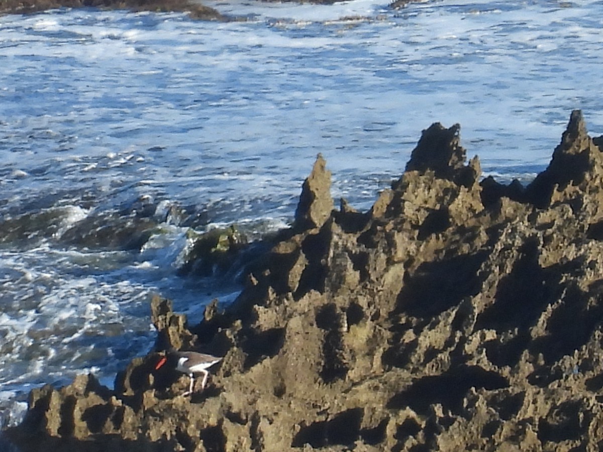 Кулик-сорока американський - ML646787021