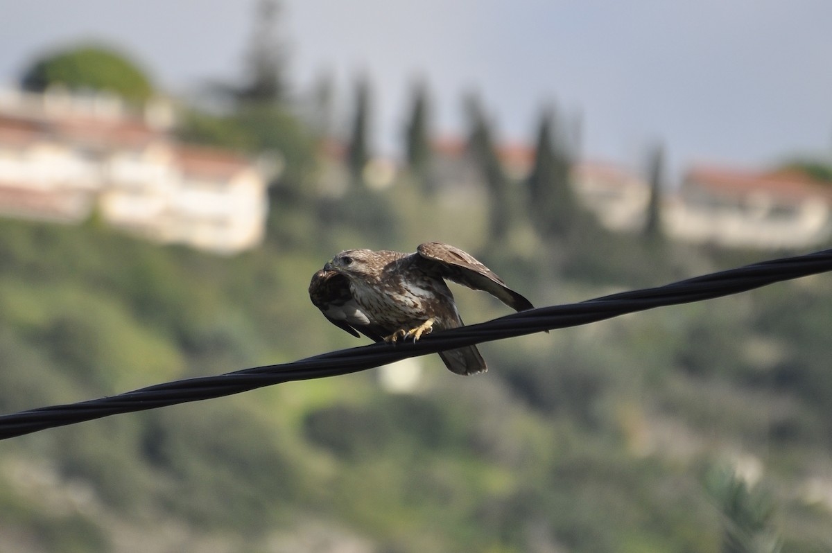 Канюк - ML646787023