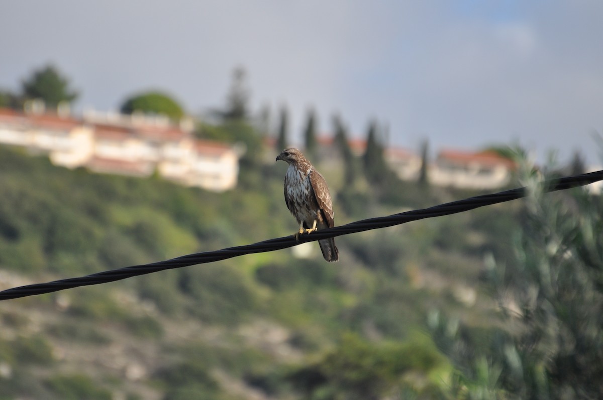 Канюк - ML646787024