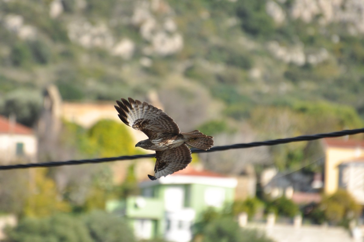 Канюк - ML646787025