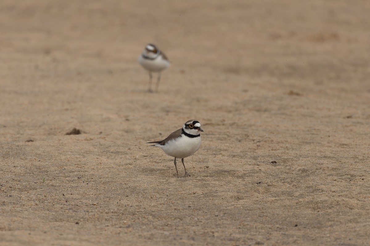 Little Ringed Plover - ML646787029