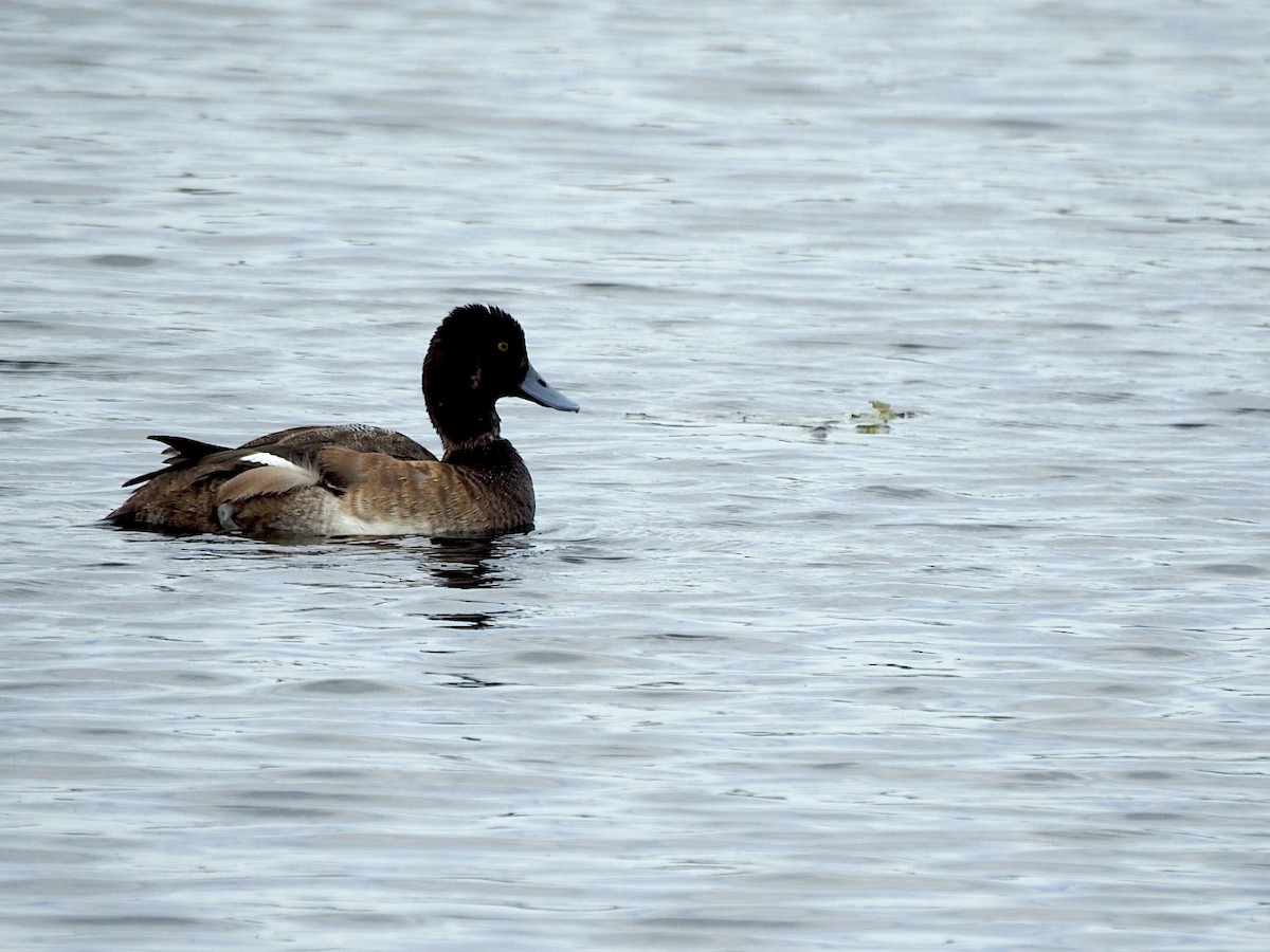 Lesser Scaup - ML646787036