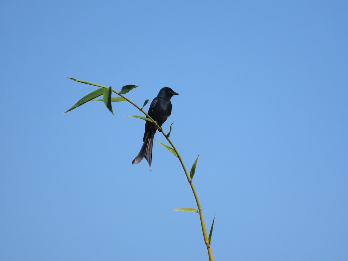 オウチュウ - ML646787037