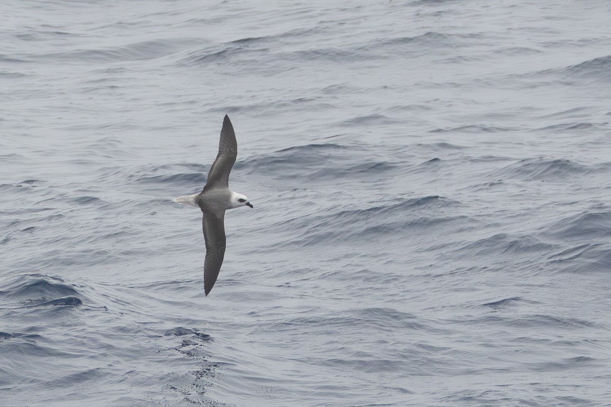 White-headed Petrel - ML646787038