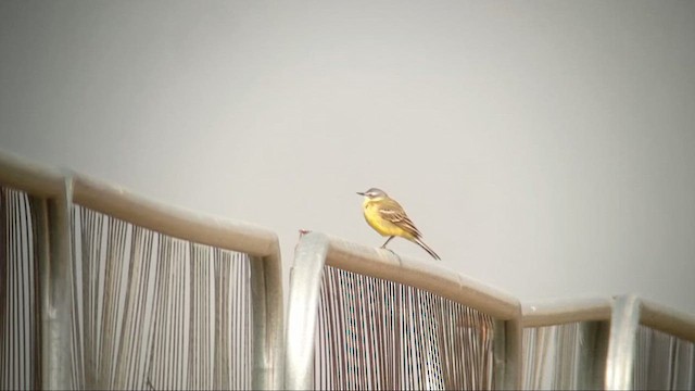 Western Yellow Wagtail (flava) - ML646787051