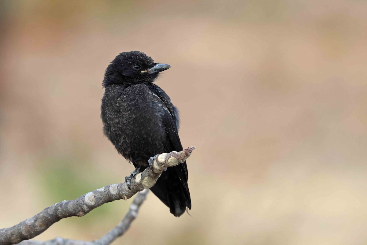 Fork-tailed Drongo - ML646787052