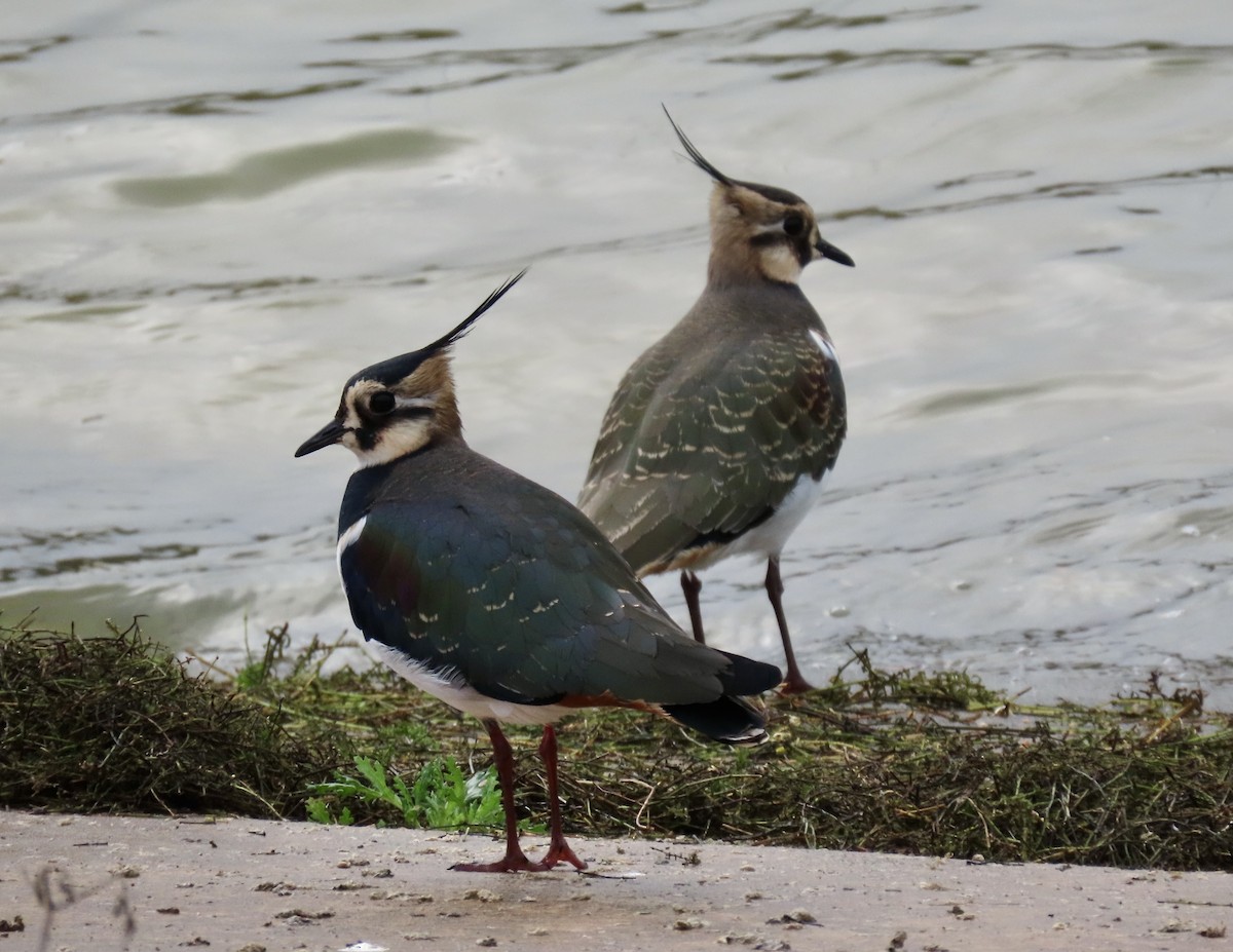 小辮鴴 - ML646787054