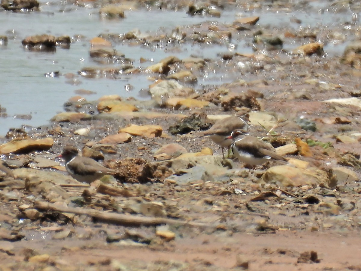 Трёхполосый зуёк - ML646787056