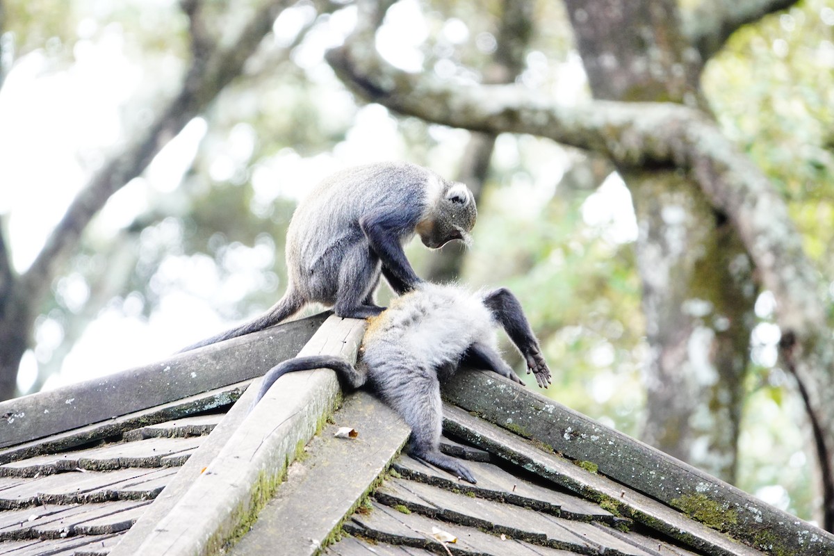 Sykes' Monkey - ML646787057