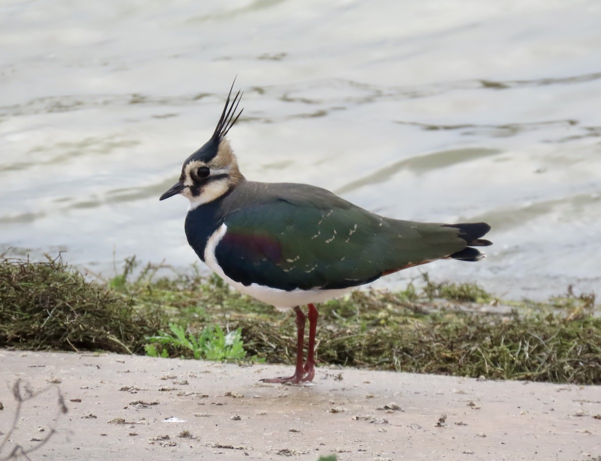 小辮鴴 - ML646787058