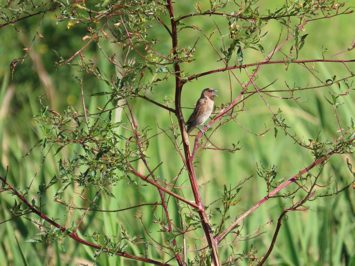 シマキンパラ - ML646787060