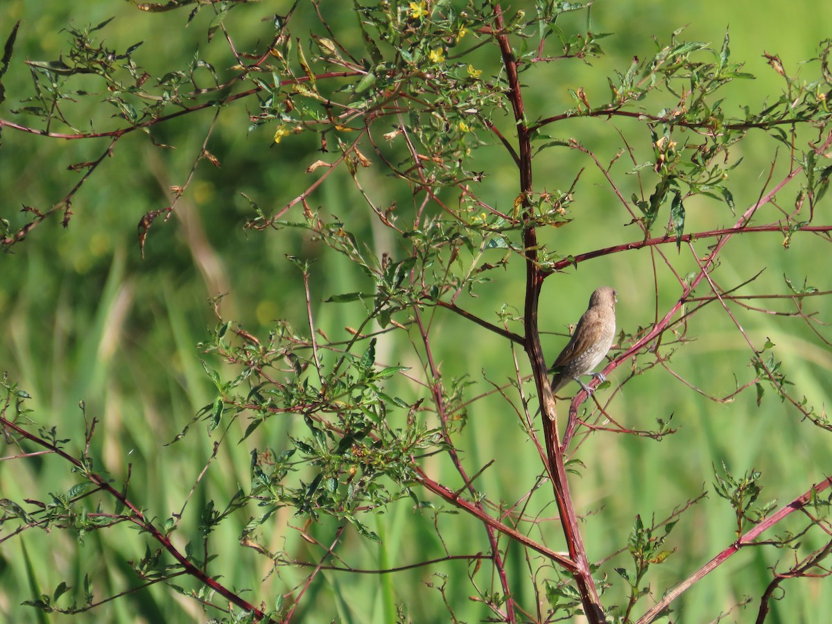 シマキンパラ - ML646787061