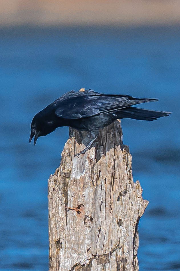 Fish Crow - ML646787064