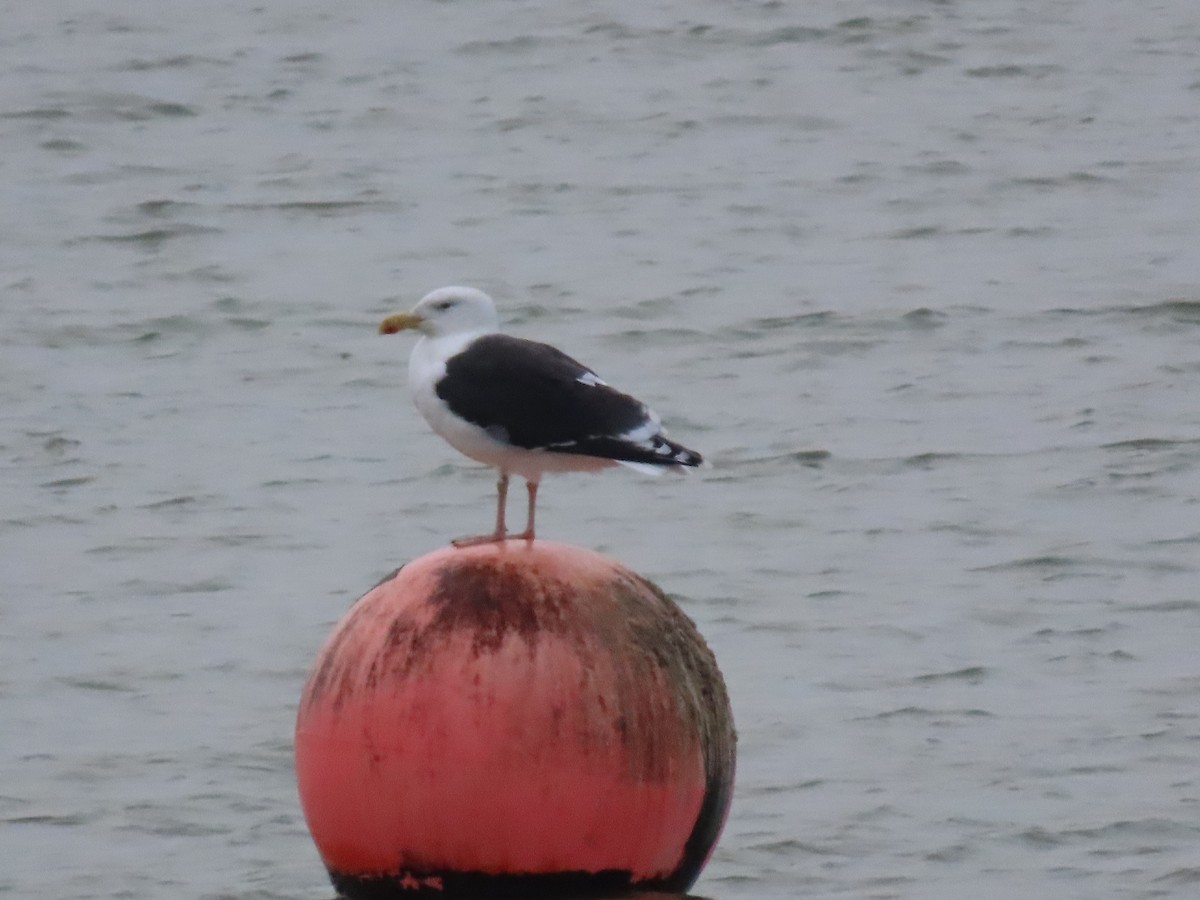 Great Black-backed Gull - ML646787065