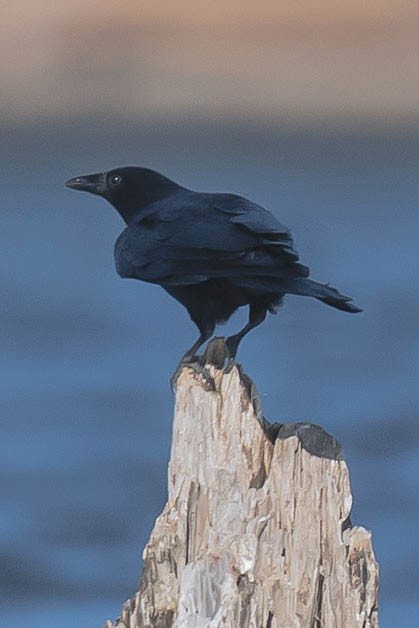 Fish Crow - ML646787066