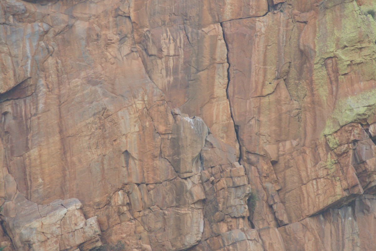 Taita Falcon - ML646787067