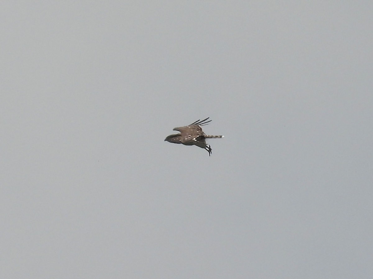 Black-chested Snake-Eagle - ML646787073