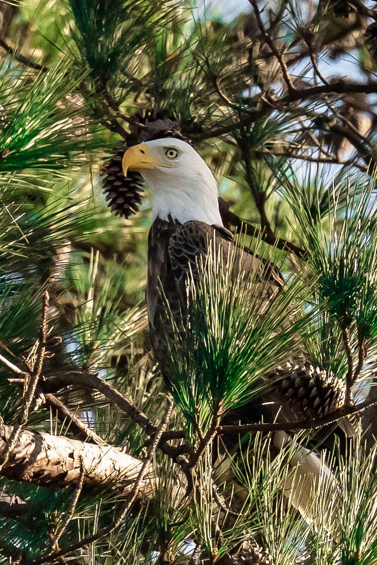 Bald Eagle - ML646787075
