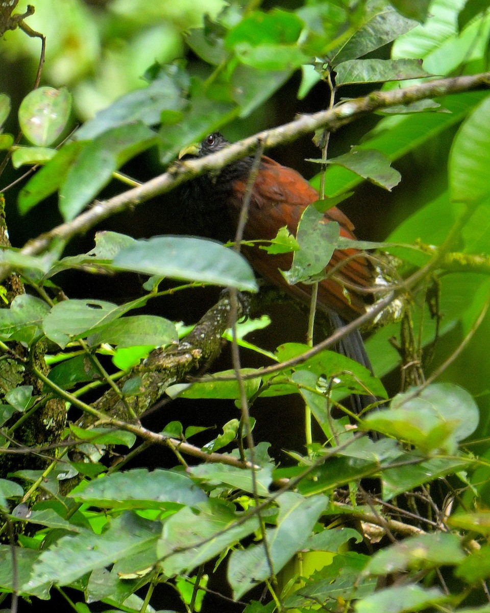Green-billed Coucal - ML646787077