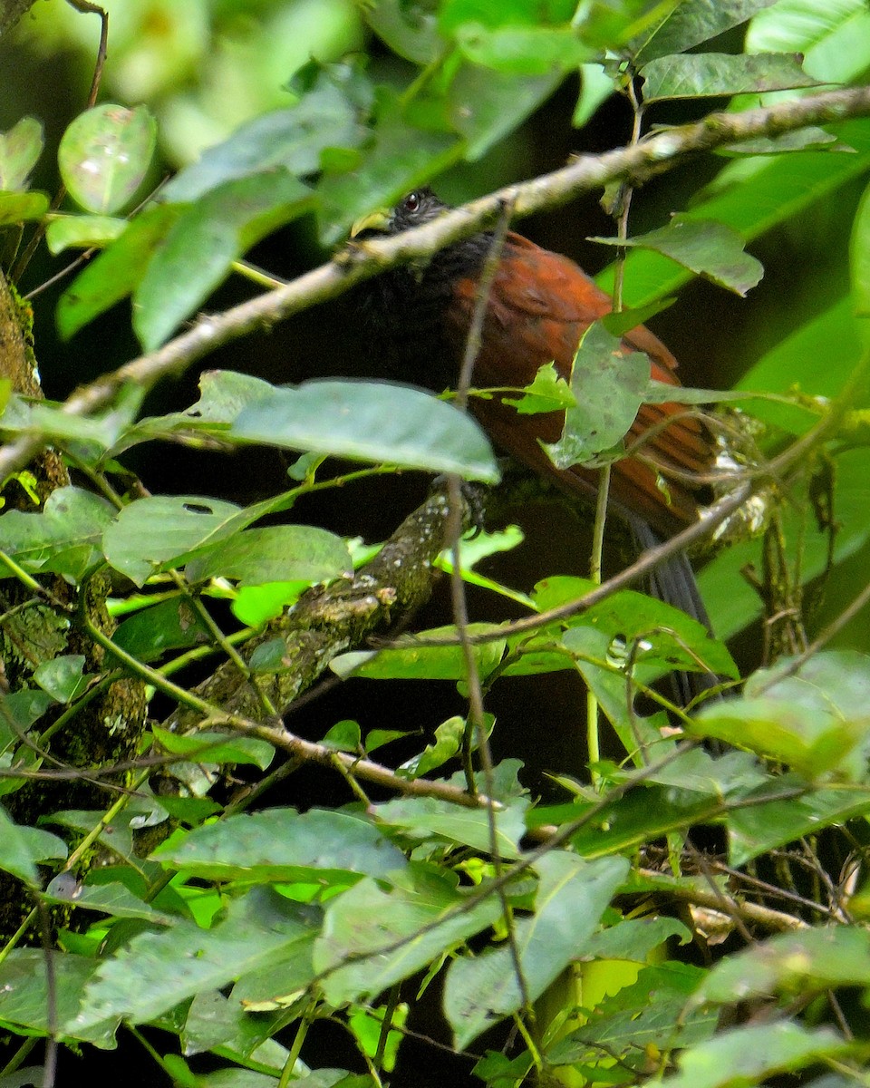 Green-billed Coucal - ML646787078