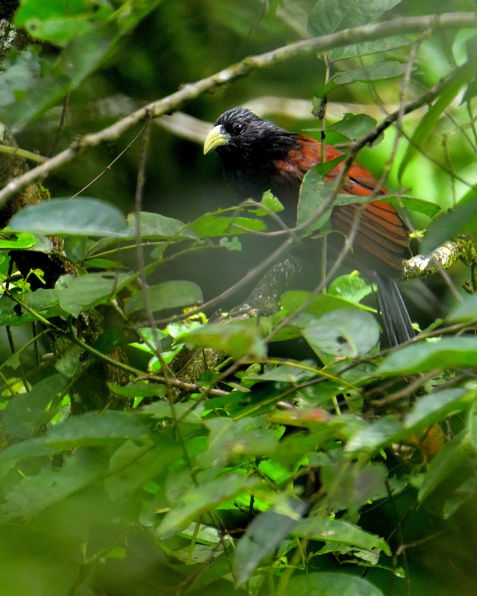 Green-billed Coucal - ML646787079
