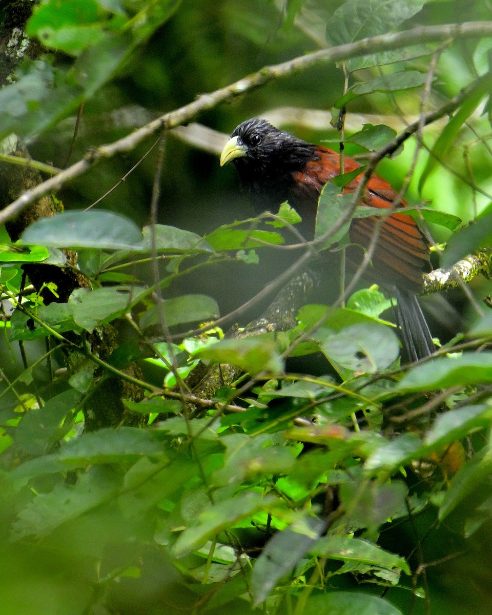 Green-billed Coucal - ML646787080