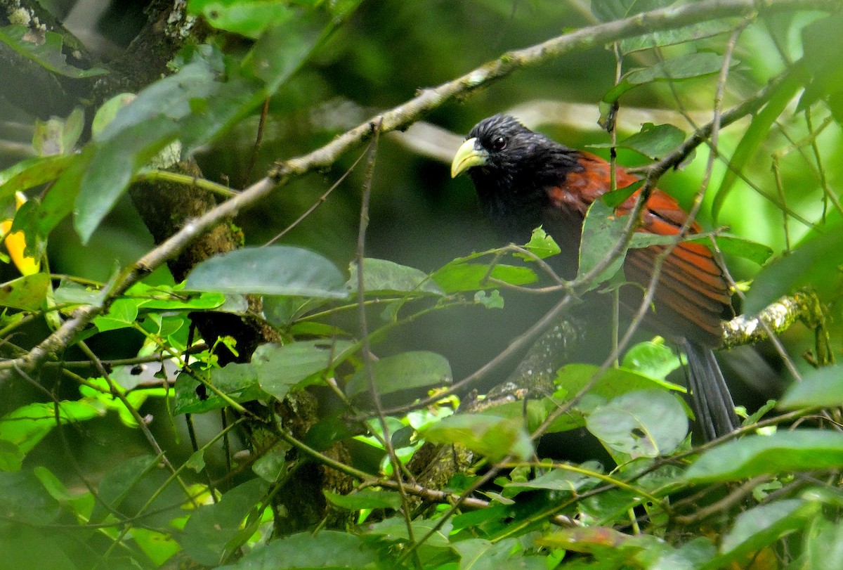Green-billed Coucal - ML646787081