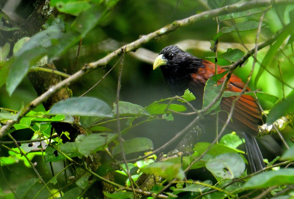 Green-billed Coucal - ML646787082
