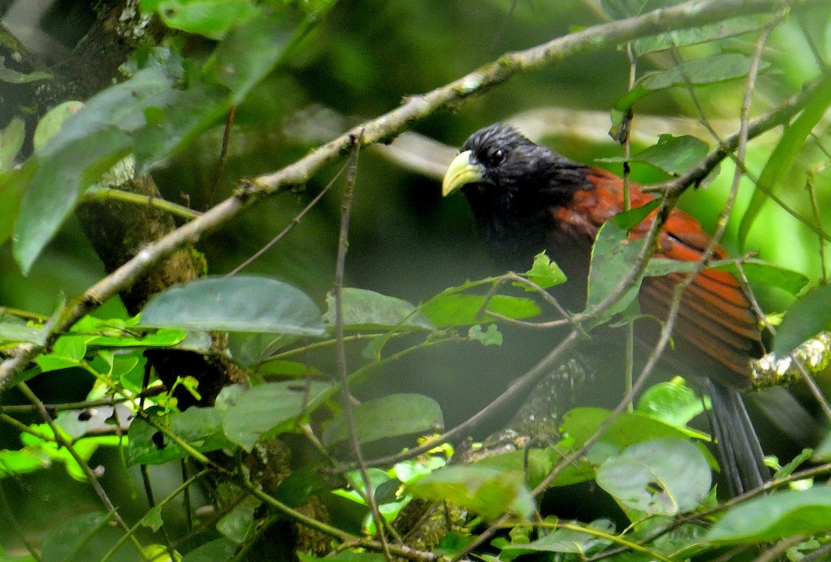 Green-billed Coucal - ML646787083