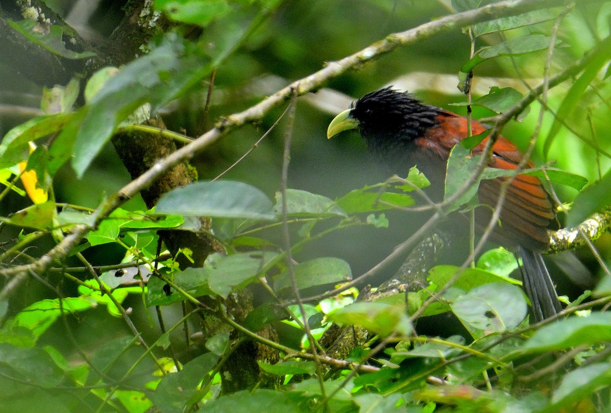 Green-billed Coucal - ML646787084