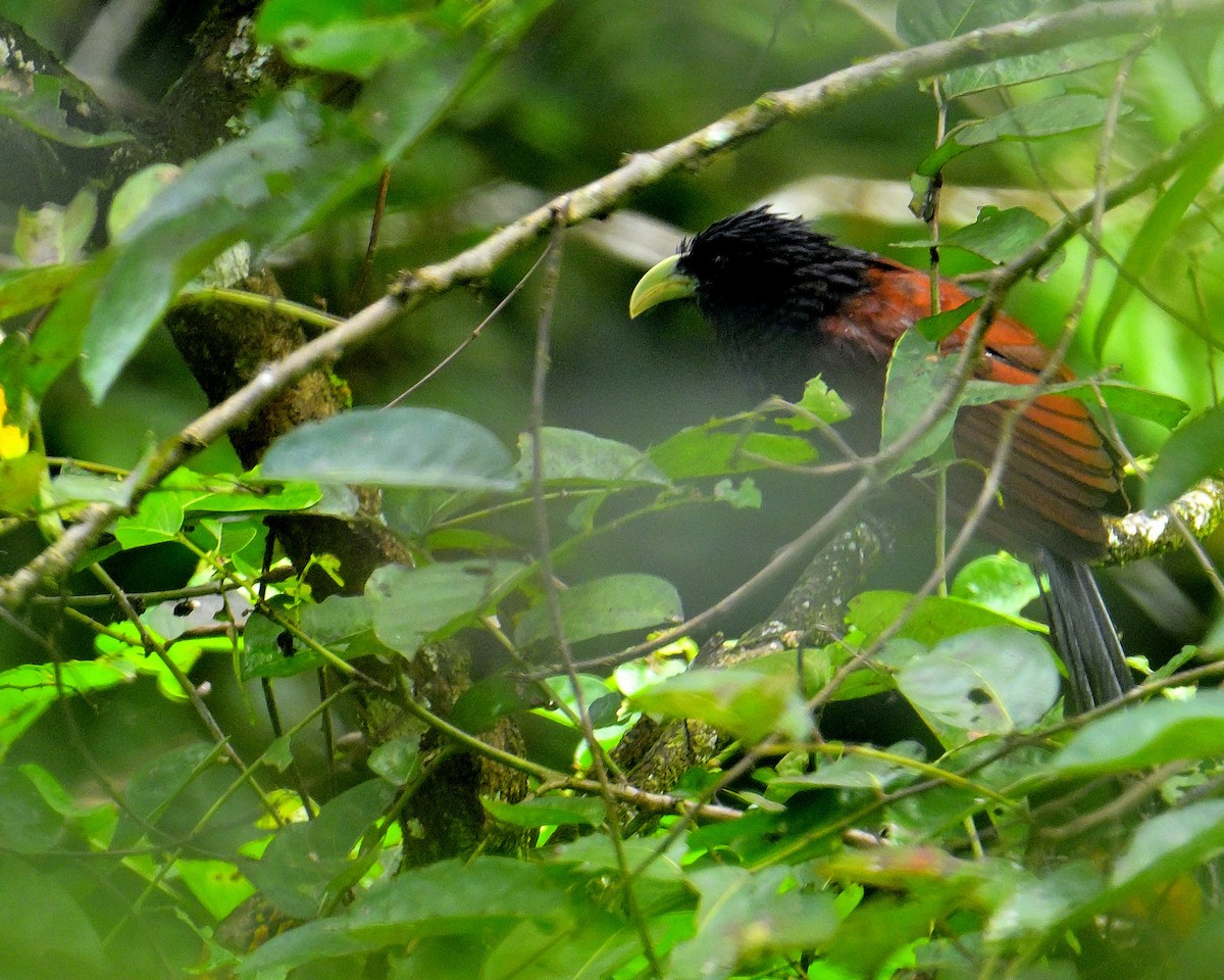 Green-billed Coucal - ML646787085