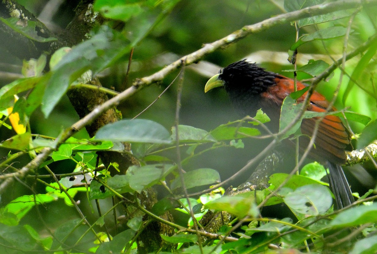 Green-billed Coucal - ML646787086