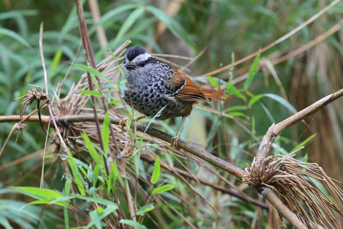 Rufous-tailed Antbird - ML646787088