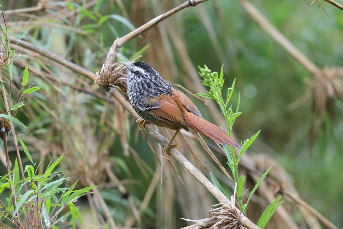 Rufous-tailed Antbird - ML646787089