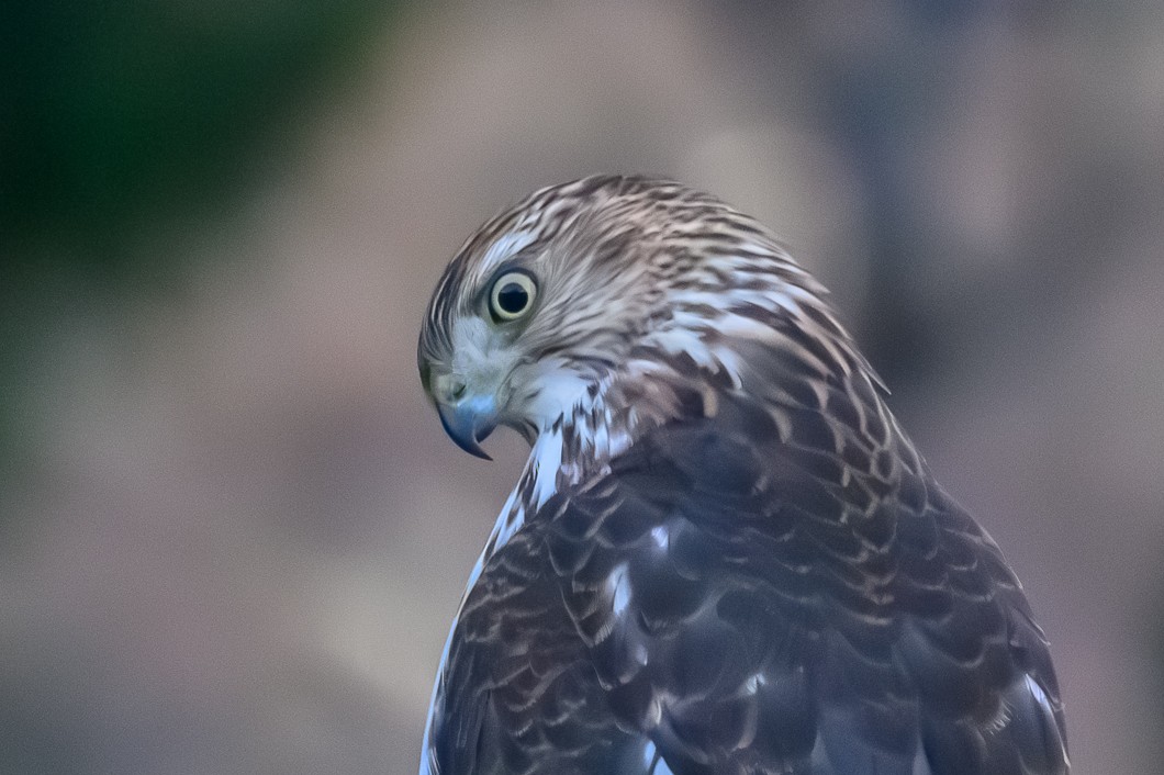 Rundschwanzhabicht - ML646787090