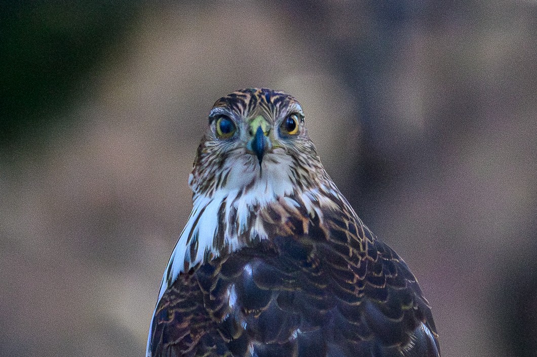 Rundschwanzhabicht - ML646787091